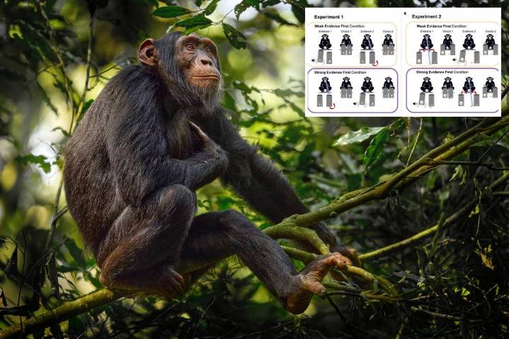 Chimps capable of evidence-based rational thought: study