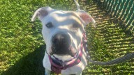Meet the North Jersey adoptable pet of the week for Oct. 10: Hero