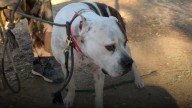 Dog’s Emotional Plea For California Volunteers To Save Her From Euthanasia Will Leave You In Tears