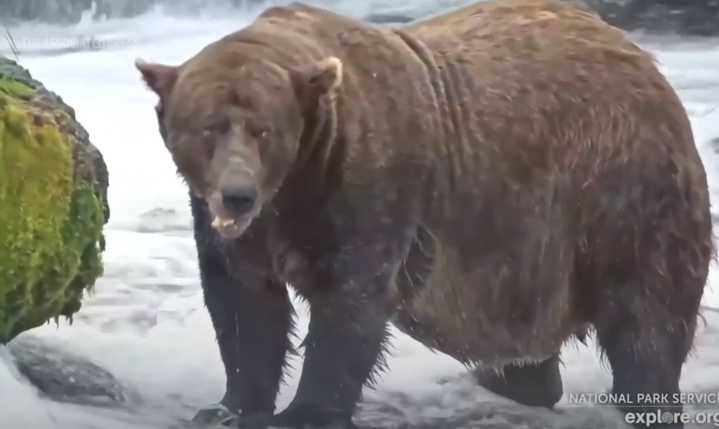 Chunk, 1,200 pounds and with a broken jaw, wins Alaska’s Fat Bear Week