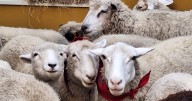 El pueblo que enamora de Caldas se tomó Manizales con 33 ovejas: presentan su tradicional Festival de la Lana