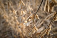 China imports no US soybeans in September for first time in seven years