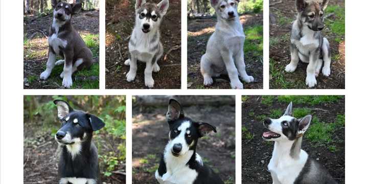 Denali National Park ‘Puppy Cam’ turns off soon. Here’s how you can watch it