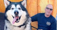 Dog lover says 13st pet pooch is so big people mistake him for a wolf