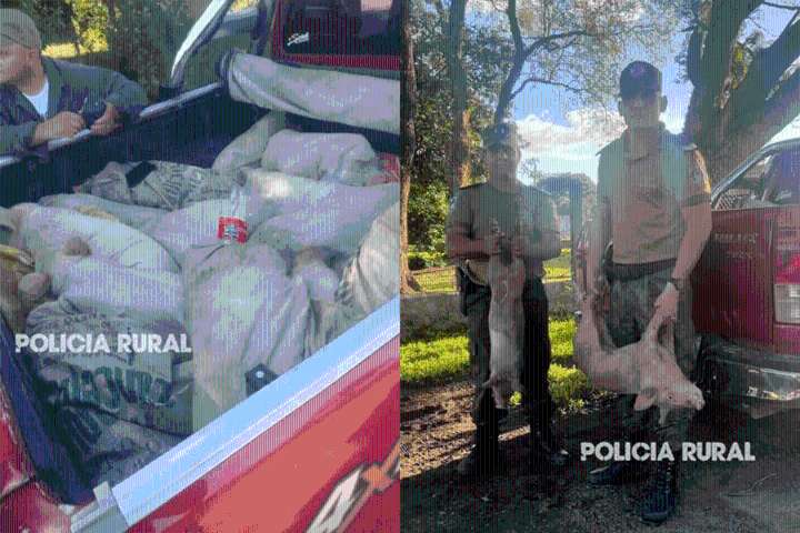 Llevaban 20 lechones vivos al borde de la asfixia dentro de bolsas de arpillera