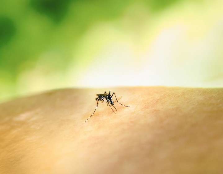 Reducen cerca de 50% casos de dengue en Guanajuato durante 2025