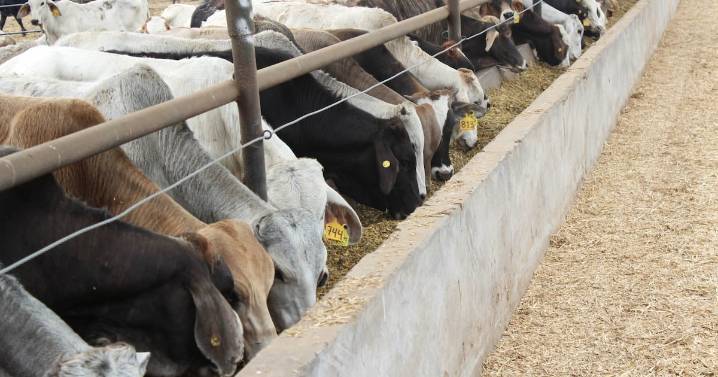 Nuevo caso de gusano barrenador es detectado en Nuevo León