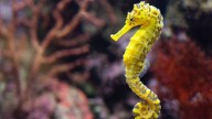 Is a Seahorse a Fish?
