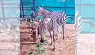Hyderabad zoo set to unveil zebras after 37 years, plans breeding programme