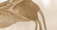 Meet the Jurassic predator that confused scientists for 30 years