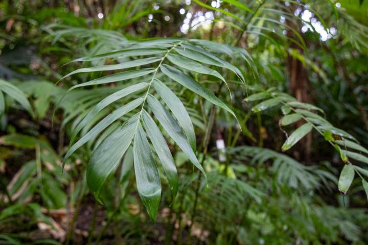 New plant species discovered at San Diego Zoo