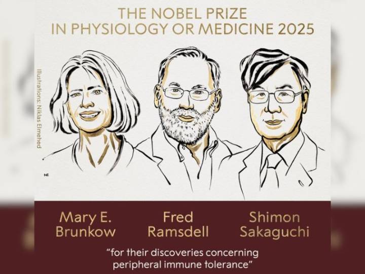 Mary Brunkow, Fred Ramsdell y Shimon Sakaguchi galardonados con el Nobel de Medicina 2025