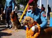Kukur Tihar: Nepal honours dogs with garlands, feasts, and VIP treatment in unique festival Photo Source: ANI [ FULL VIEW ]