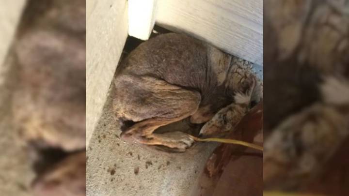 California Homeowner Finds A “Stray Dog” Beneath Porch, Uncovers A Wild Surprise Instead