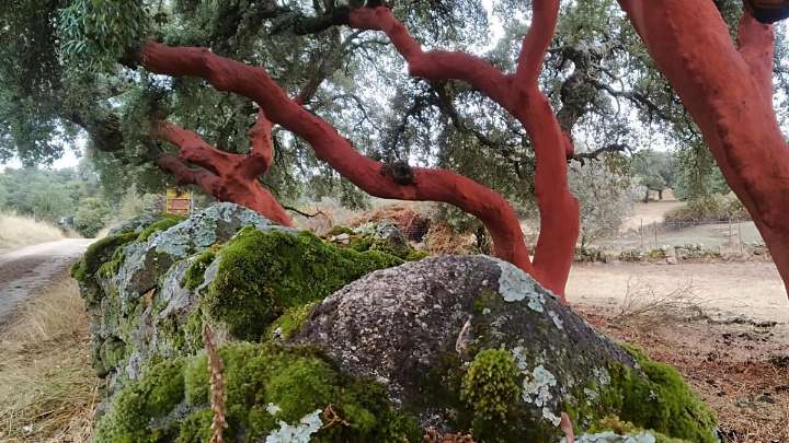 La lluvia pone en aviso amarillo a la Sierra de San Vicente (Toledo)