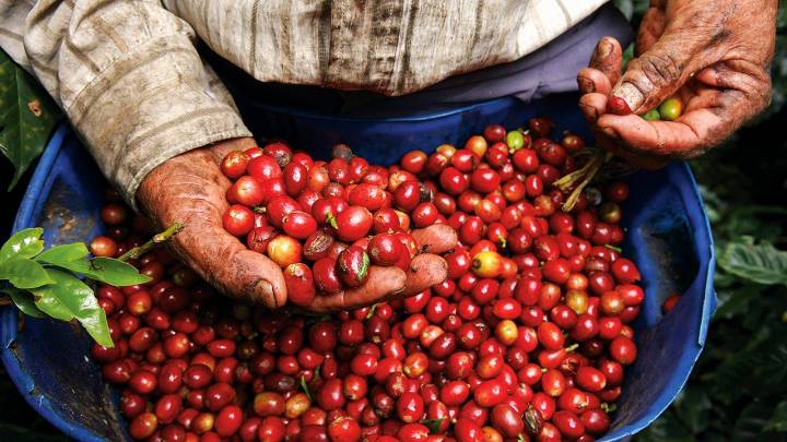Principales empresas productoras de café a nivel mundial fueron acusados por ONG de violaciones de derechos en plantaciones