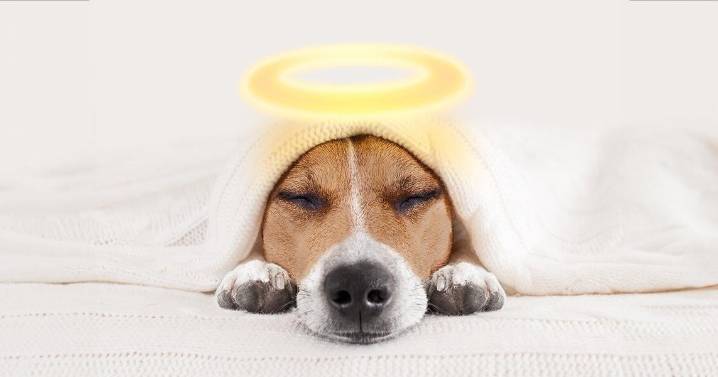 Pets are a blessing! Celebrate with us this Saturday at Echo Park Lake