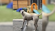 California Shelter Dog Waits Five Years For Someone Who Sees Past His Fear