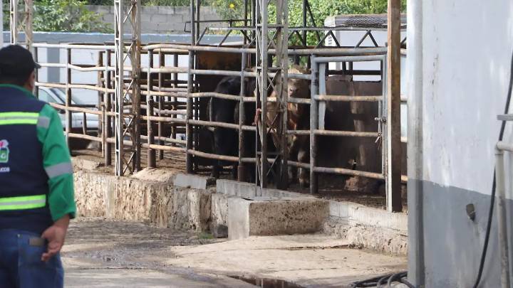 Dan ultimátum para el aretado animal