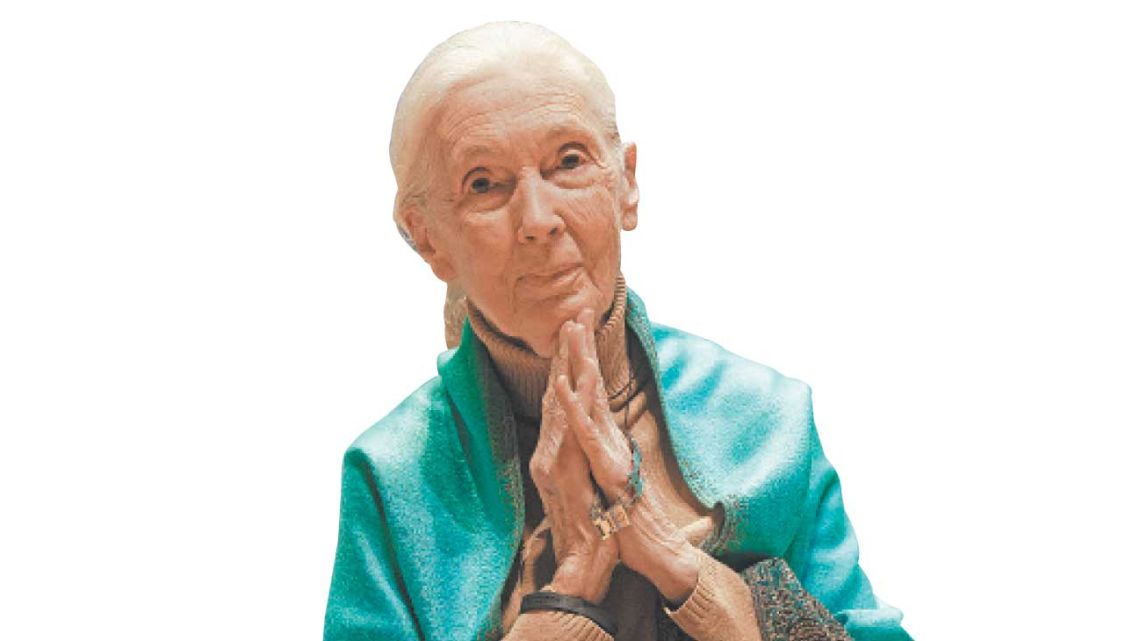 Jane Goodall murió pero dejó un legado eterno