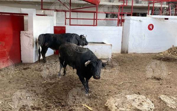 Ya en Plaza Balderas, toros de segunda corrida de la temporada taurina 2025