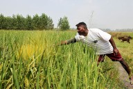 Despair after deluge: 2025 Punjab floods and excess rain cause Rs 7,500 crore paddy loss; false smut worsens situation