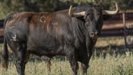 Un ganadero resulta herido tras ser embestido por un toro en Alsasua
