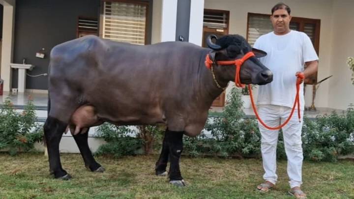 On Haryana's Black Gold Turf, Murrah Buffalo 'Radha' Sets New Record In Milk Production
