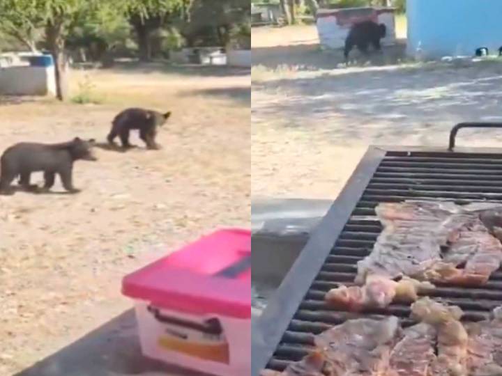 Osos se acercan a familia durante día de campo en Boca de Leones