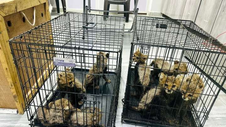 Cheetah cubs destined for illegal trade in exotic pets rescued in Somaliland