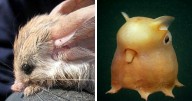 Weird, Funny, Or Bizarre Creatures Of The Earth Shared By This Instagram Account (29 Pics)
