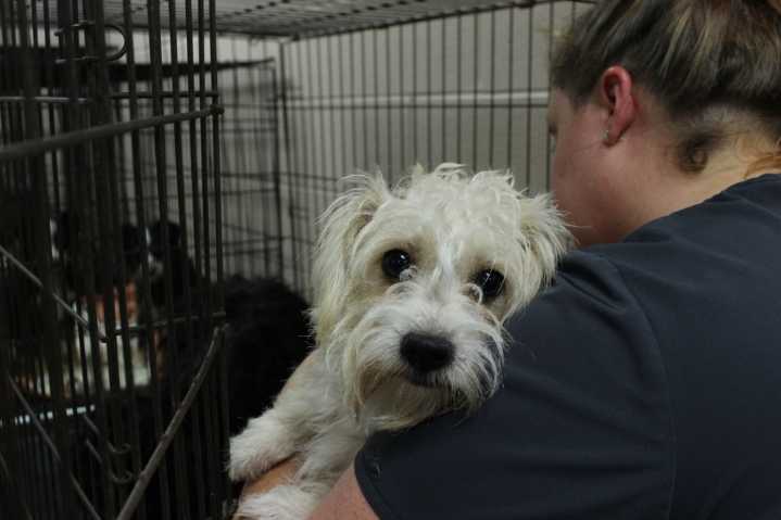 Frisco officials consider plans for $12.8M animal ...