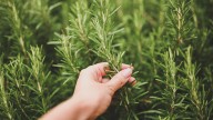 Should You Fertilize Rosemary In Fall & Winter? Here's The Secret To Thriving Plants