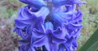 Bulbs for spring start now