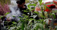 El Gobierno aprueba el cannabis medicinal: su uso estará restringido al ámbito hospitalario