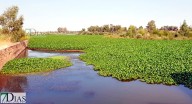 Comienzan las obras para eliminar el nenúfar mexicano del Guadiana en Badajoz