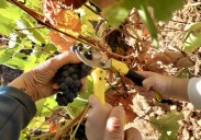 La DO León vendimia tres millones de kilos de uva «de gran calidad» que permitirán elaborar «excelentes vinos»