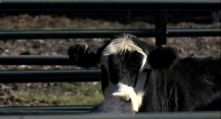 Kansas farmers, ag groups worried about Trump's plan to import beef