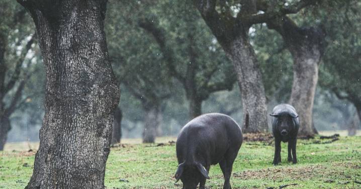 El Gobierno aclara que aún está pendiente de resolución el recurso de la DOP Los Pedroches contra modificación de pliego de Guijuelo