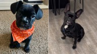 Arizona Frenchie’s Surprising Size Leaves Owners Stunned, DNA Test Reveals Unexpected Truth