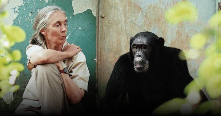 Se apagó el corazón de 'la mujer de los chimpancés', quien dedicó su vida a mostrar que los animales aman y sufren