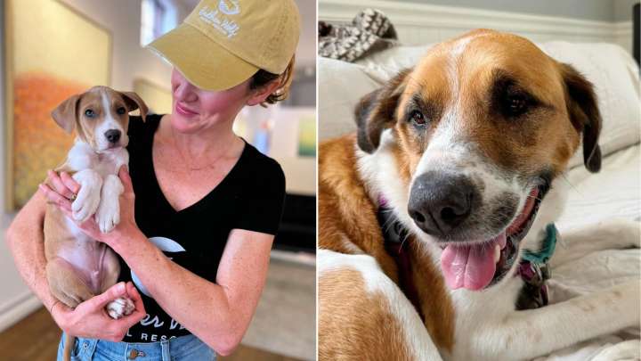 North Carolina Dog Broken By Shelter Life Begins Healing After Hurricane Forces Her Into Foster Care