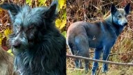¿Es por la radiación? Estas serían la razones detrás del pelaje azul en los perros de Chernóbi...