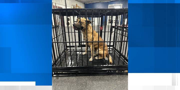 Most elusive dog in Ky. county’s history finally captured