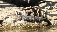 DNR deems credible report of alligator on Belle Isle