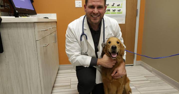 Get Healthy: Microchips safe way to ensure quick return of lost pets