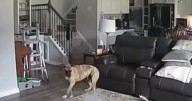 Rescue Dog Ignites House Fire