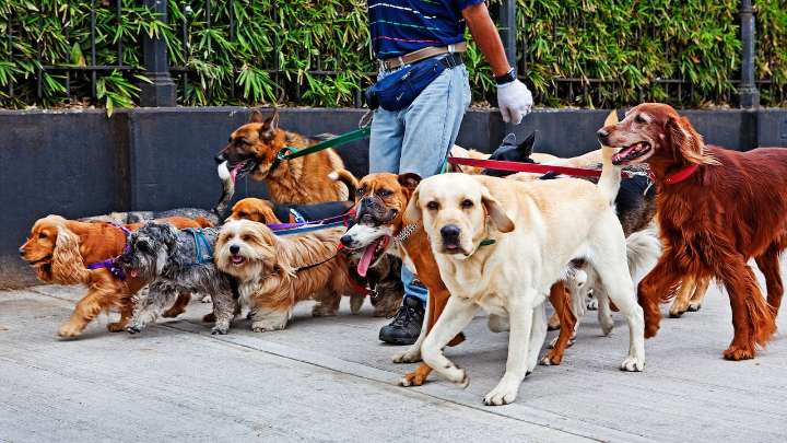 Ponen fin a una práctica recurrente en los parques de Bogotá: ojo si usted paga paseadores de perros
