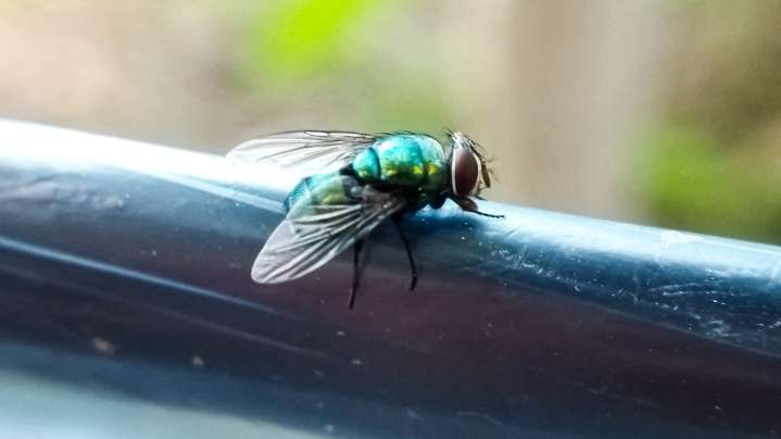 The Cleaning Mistake That's Inviting More Flies Into Your Home