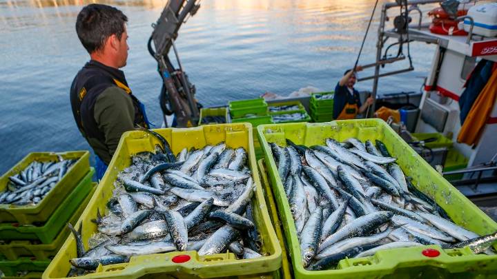 Últimos días para comer sardinas frescas que capturan algunos gallegos